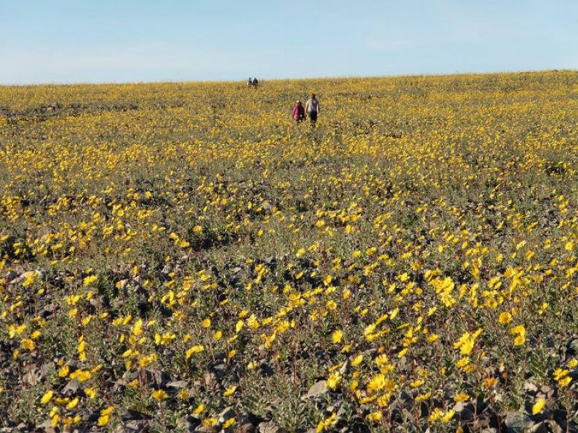 La vida amaneció en el Valle de la Muerte: el desierto se cubrió de colores brillantes La vida amaneció en el Valle de la Muerte: el desierto se cubrió de colores brillantes