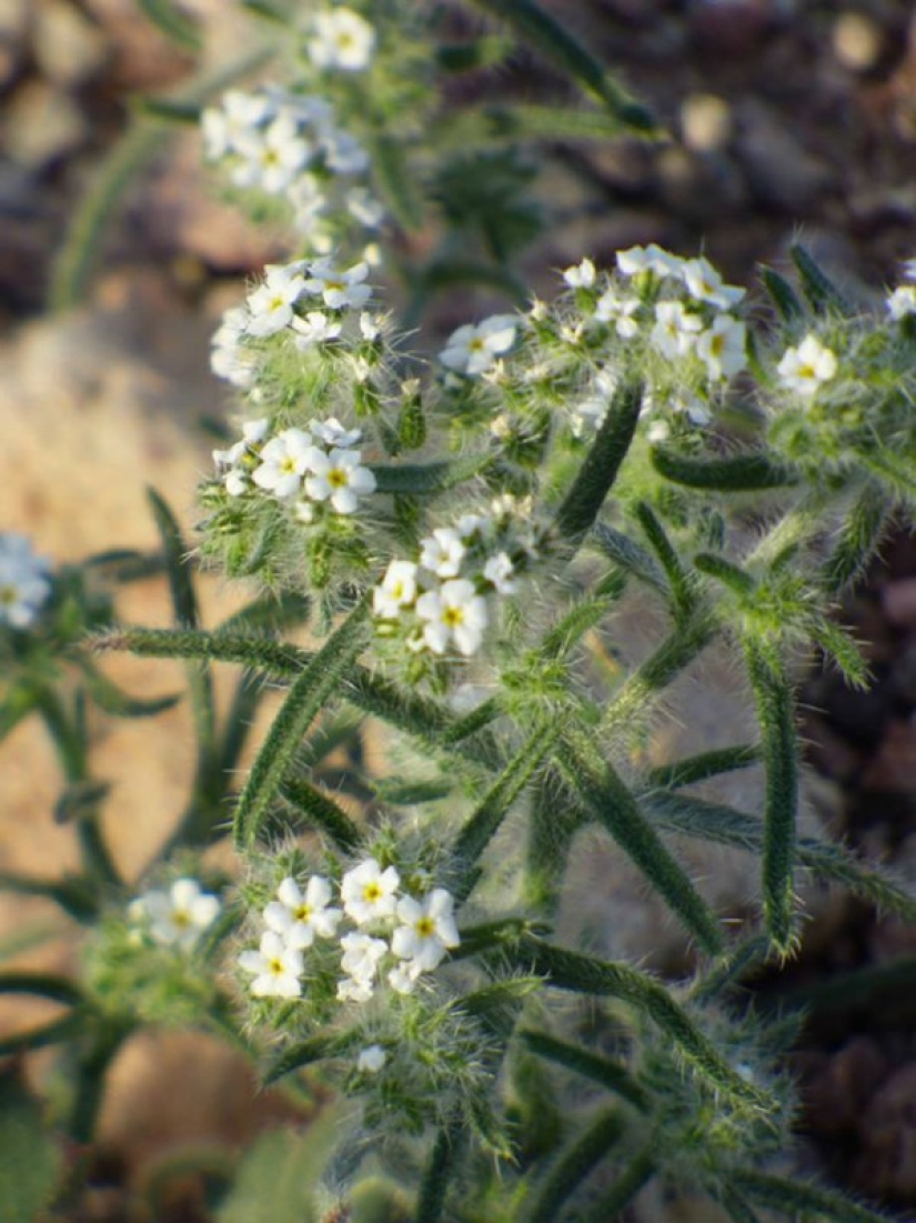 La vida amaneció en el Valle de la Muerte: el desierto se cubrió de colores brillantes La vida amaneció en el Valle de la Muerte: el desierto se cubrió de colores brillantes