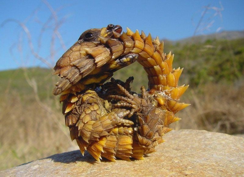 Lagartos diurnos - colas de cinturón Lagartos diurnos - colas de cinturón