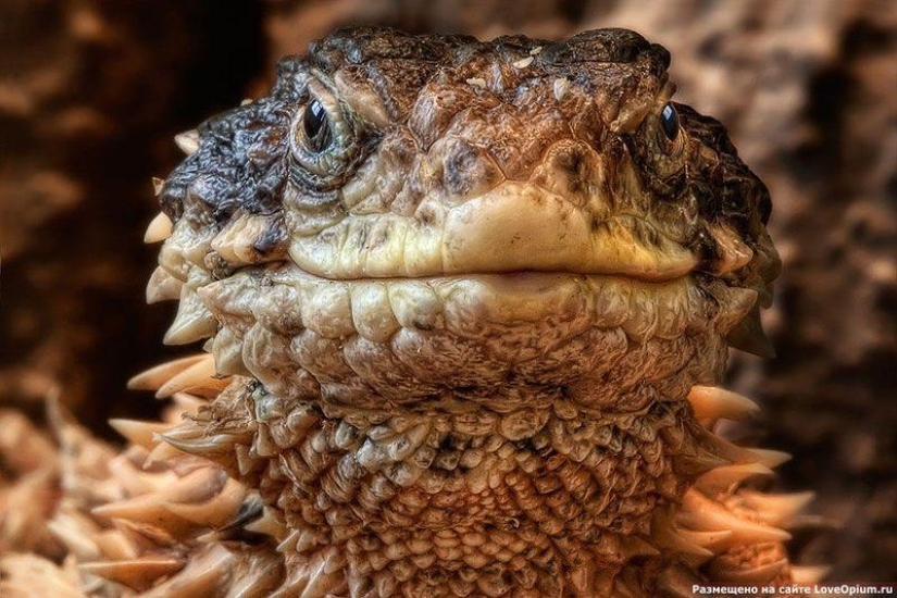 Lagartos diurnos - colas de cinturón Lagartos diurnos - colas de cinturón