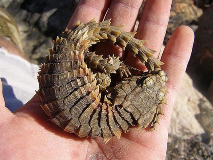 Lagartos diurnos - colas de cinturón Lagartos diurnos - colas de cinturón