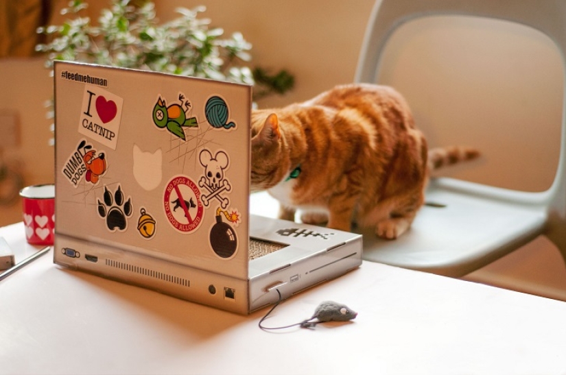 Laptop para gatos - lo que necesitas