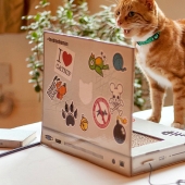 Laptop para gatos - lo que necesitas