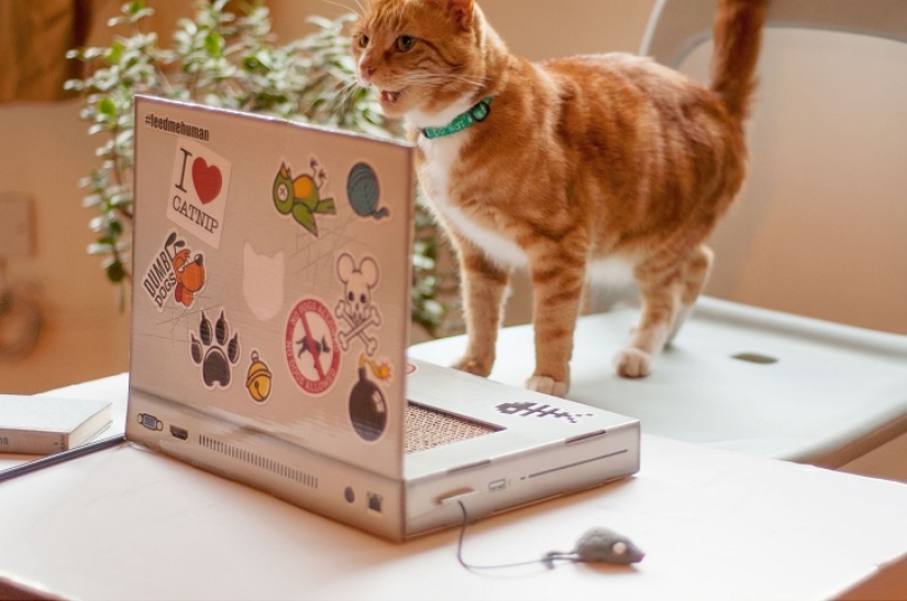 Laptop para gatos - lo que necesitas