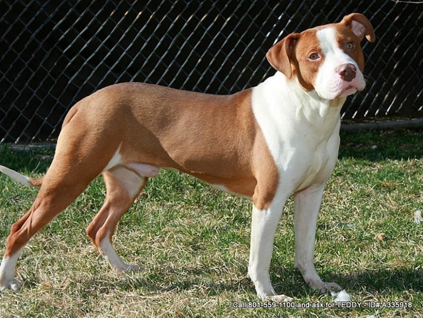 Las 10 razas de perros más agresivas Las 10 razas de perros más agresivas