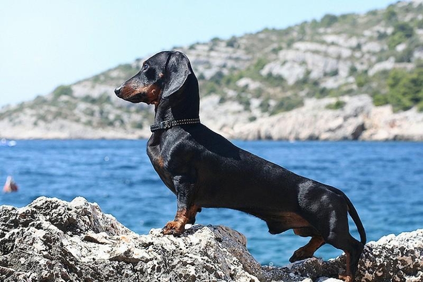 Las 10 razas de perros más agresivas Las 10 razas de perros más agresivas