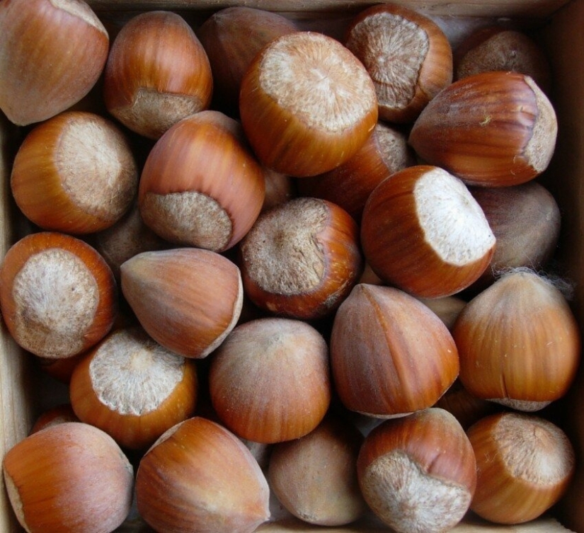 Las 5 nueces más saludables