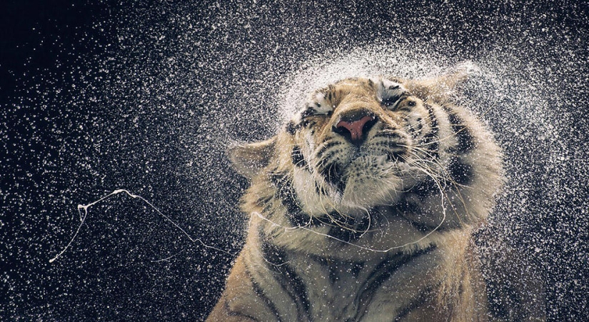Las fotos científicas más increíbles del año saliente