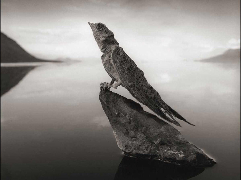 Las fotos científicas más increíbles del año saliente