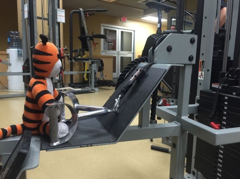 Las locas aventuras de un tigre olvidado en el aeropuerto de Tampa Las locas aventuras de un tigre olvidado en el aeropuerto de Tampa