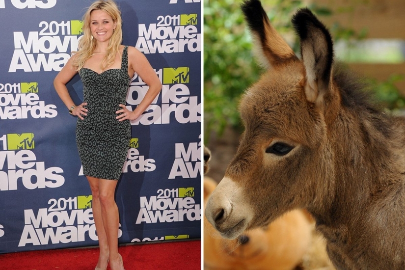 Las mascotas de celebridades más inusuales