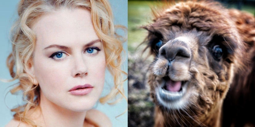 Las mascotas de celebridades más inusuales