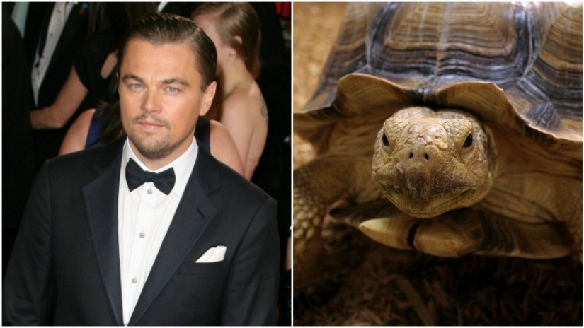 Las mascotas de celebridades más inusuales