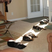 Las mascotas más tiernas en busca de calor