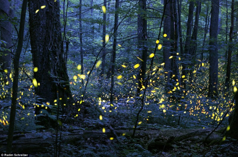 Las mejores entradas del concurso de fotografía del Smithsonian