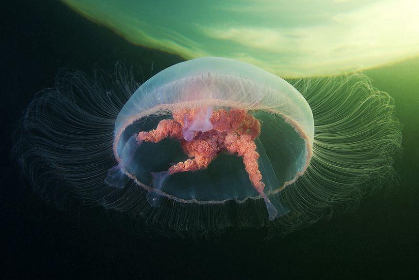 Las mejores fotos de 2013 según la revista Twistedsifter