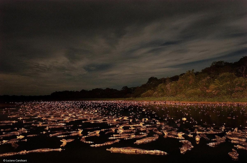 Las mejores fotos de vida salvaje de 2014 Las mejores fotos de vida salvaje de 2014