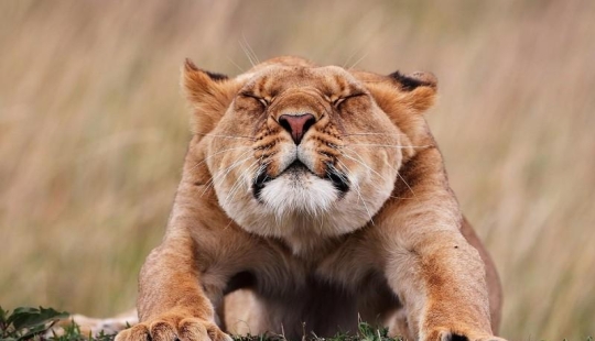 Las mejores fotos de vida salvaje de 2014