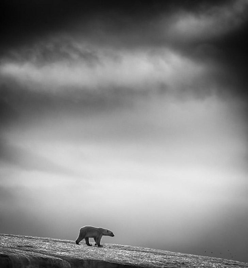 Las mejores fotos del prestigioso concurso de fotografía