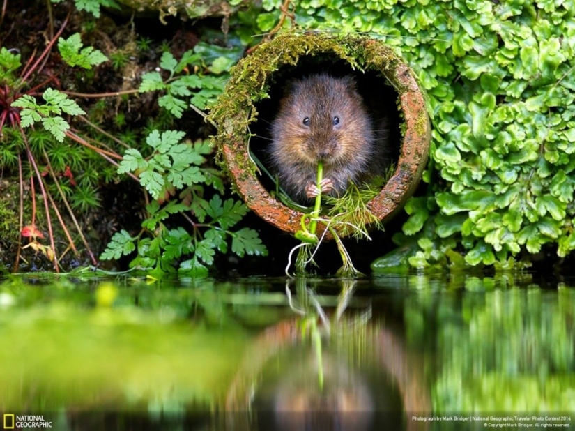 Las mejores tomas del año de National Geographic Las mejores tomas del año de National Geographic