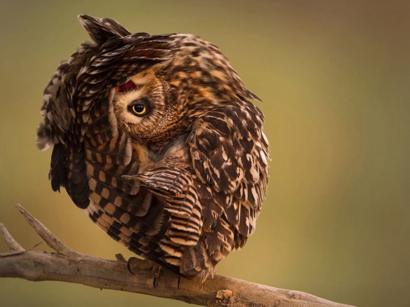 Las mejores tomas del año de National Geographic Las mejores tomas del año de National Geographic