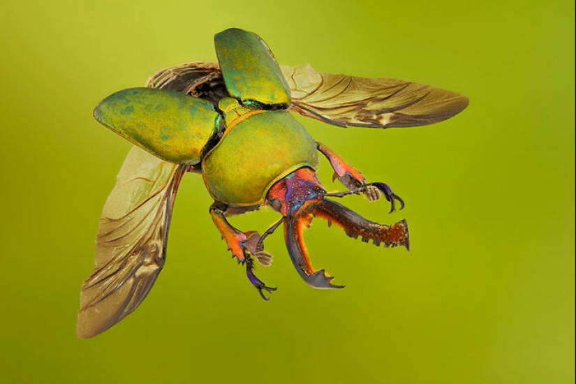 Las mejores tomas del reino animal, según lo anunciado en los Premios EISA Maestro 2023 Las mejores tomas del reino animal, según lo anunciado en los Premios EISA Maestro 2023