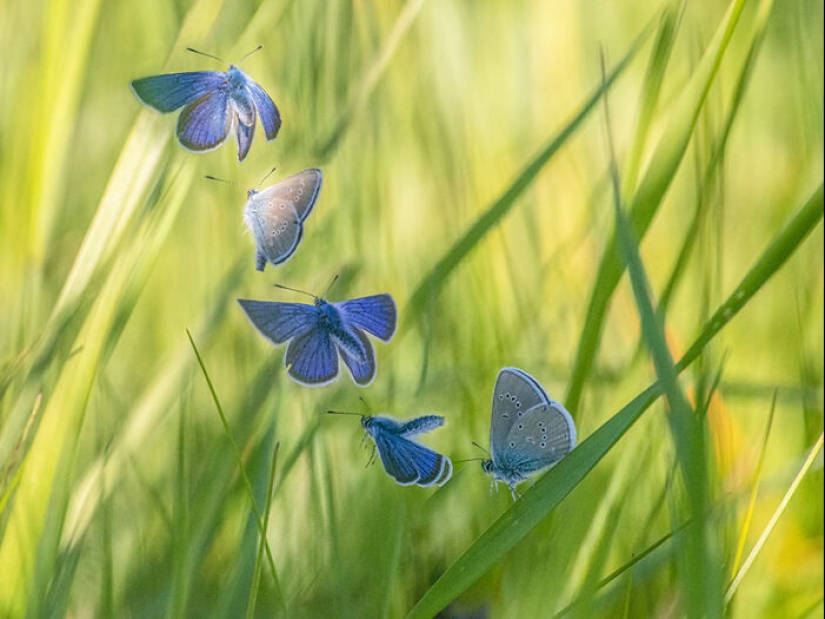 Las mejores tomas del reino animal, según lo anunciado en los Premios EISA Maestro 2023 Las mejores tomas del reino animal, según lo anunciado en los Premios EISA Maestro 2023