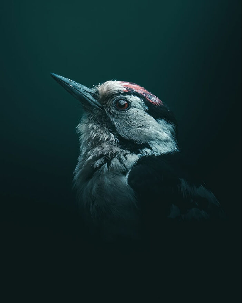 Las mejores tomas del reino animal, según lo anunciado en los Premios EISA Maestro 2023 Las mejores tomas del reino animal, según lo anunciado en los Premios EISA Maestro 2023