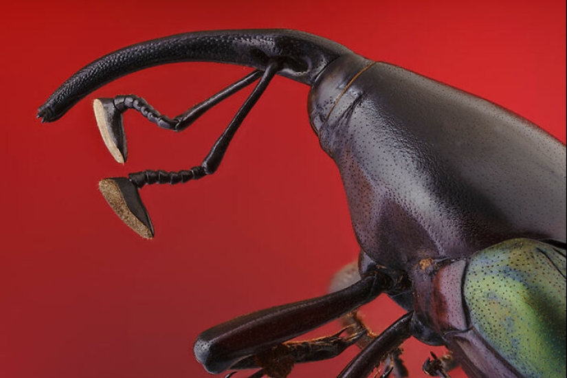 Las mejores tomas del reino animal, según lo anunciado en los Premios EISA Maestro 2023 Las mejores tomas del reino animal, según lo anunciado en los Premios EISA Maestro 2023