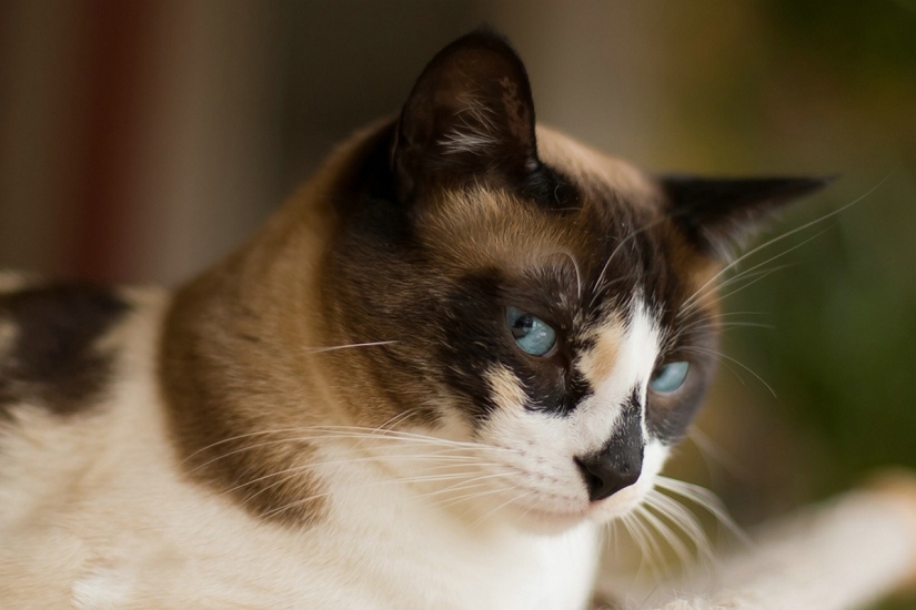 Las razas de gatos más hermosas.