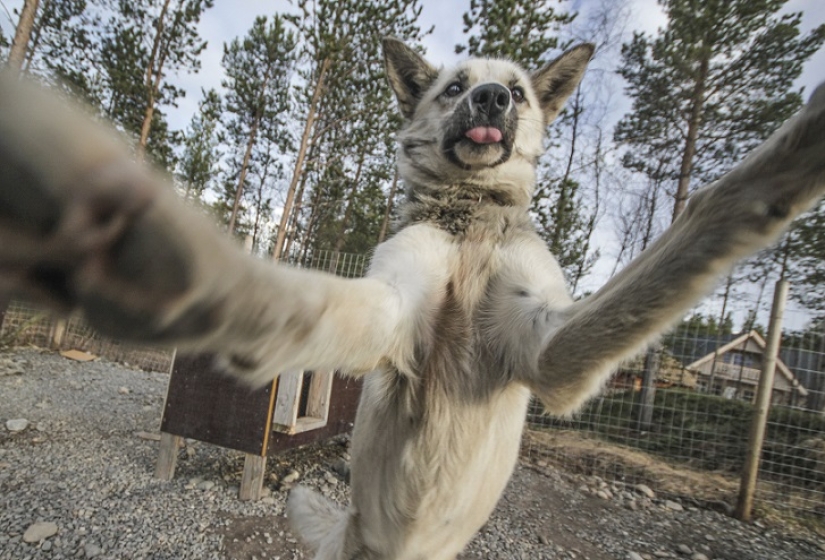 Las selfies de husky más lindas