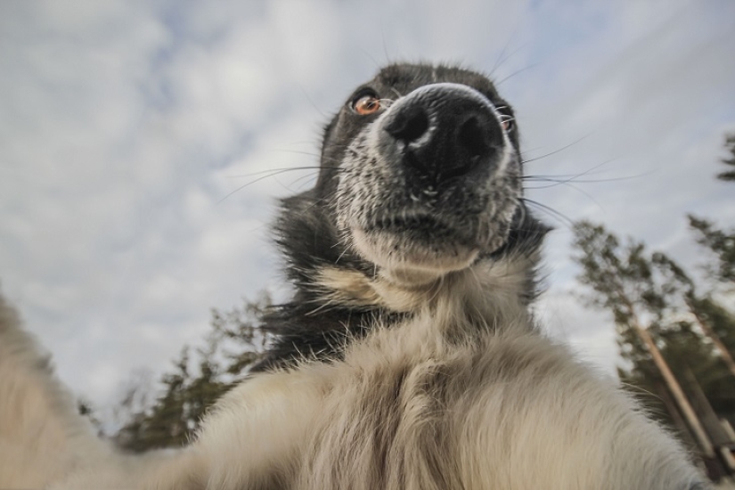 Las selfies de husky más lindas