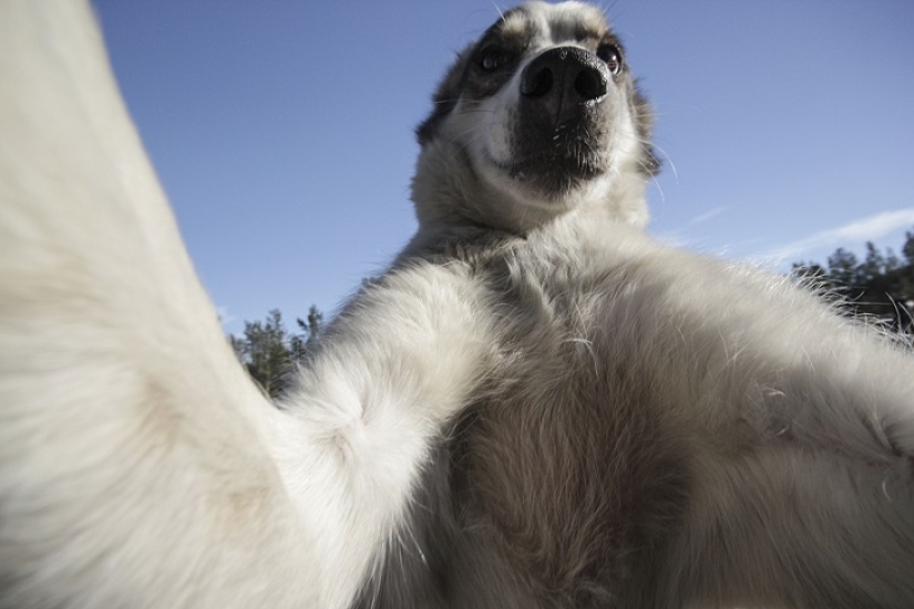 Las selfies de husky más lindas