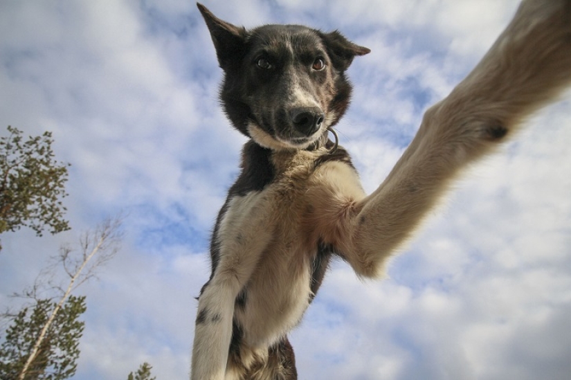 Las selfies de husky más lindas