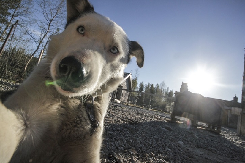 Las selfies de husky más lindas