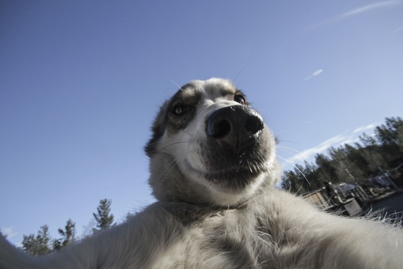 Las selfies de husky más lindas