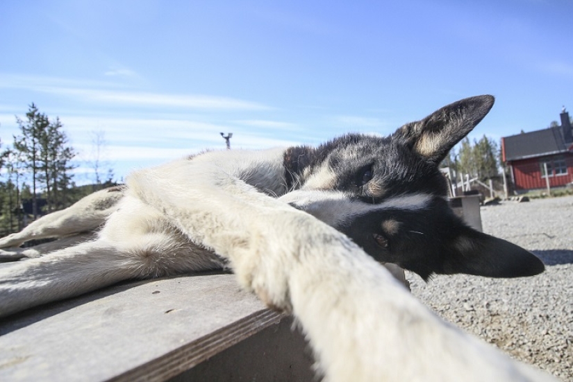 Las selfies de husky más lindas