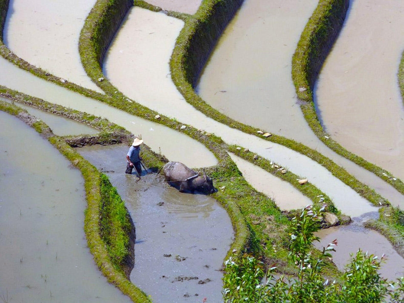 Las terrazas de arroz de Honghe Hani inscritas en la Lista del Patrimonio Mundial de la UNESCO