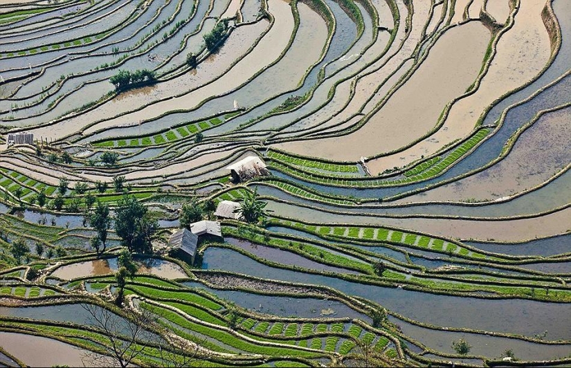 Las terrazas de arroz de Honghe Hani inscritas en la Lista del Patrimonio Mundial de la UNESCO