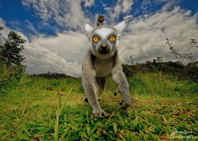 Lemur self-portraits