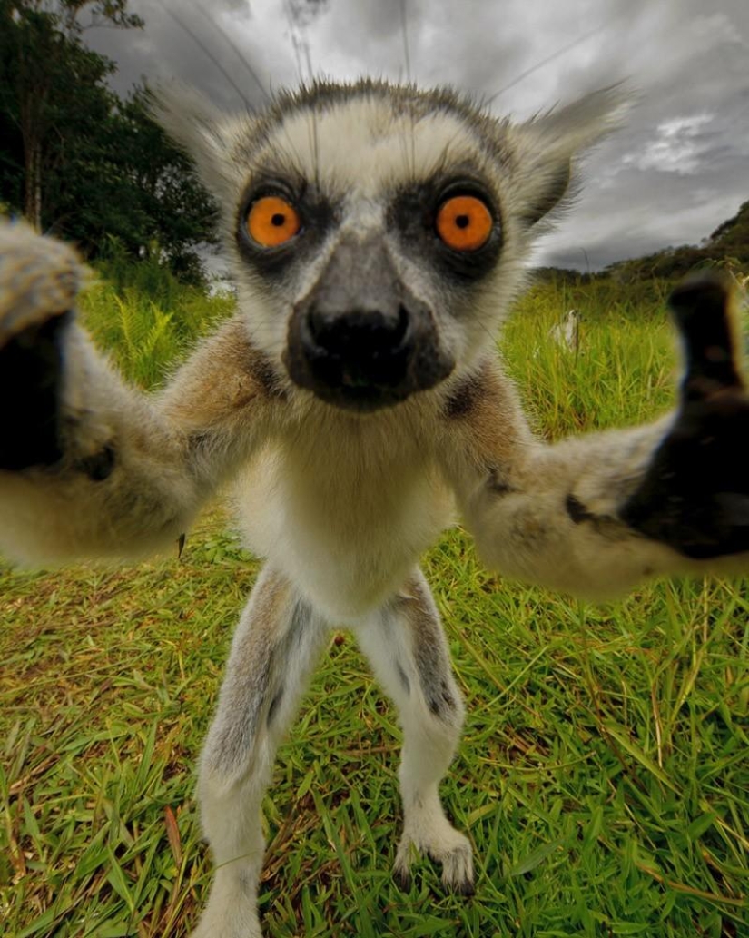 Lemur self-portraits