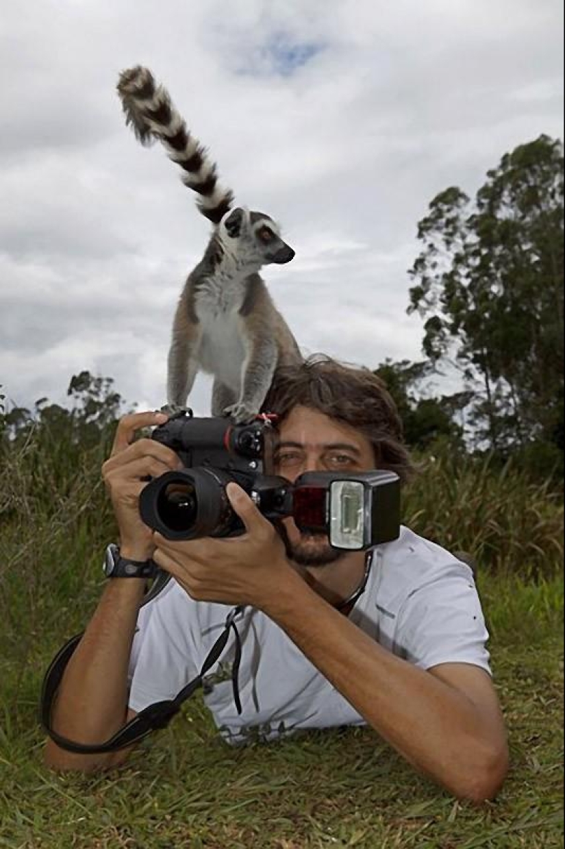Lemur self-portraits