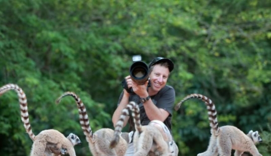Lémures saltadores de Madagascar