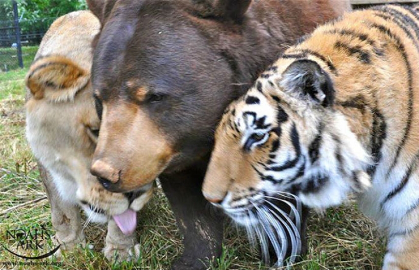León, tigre y oso: juntos durante 15 años León, tigre y oso: juntos durante 15 años