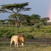 león y arcoiris