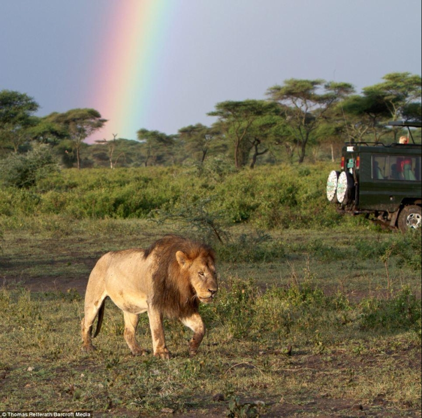 león y arcoiris