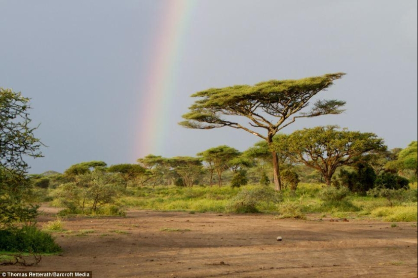 león y arcoiris