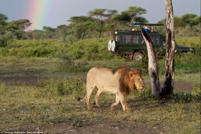 león y arcoiris