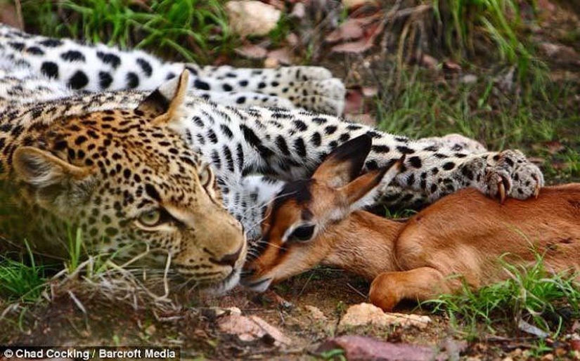 Leopard and impala - pre-dinner caresses Leopard and impala - pre-dinner caresses