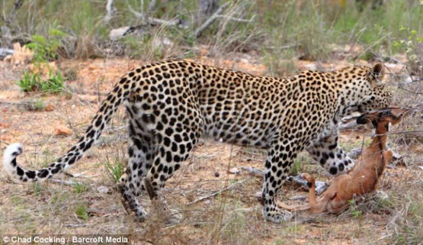 Leopard and impala - pre-dinner caresses Leopard and impala - pre-dinner caresses